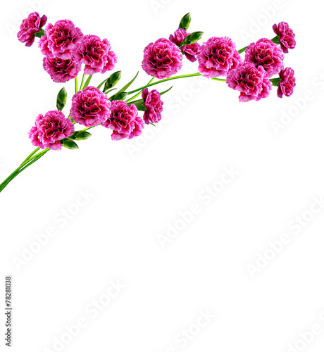 carnation flowers isolated on white background