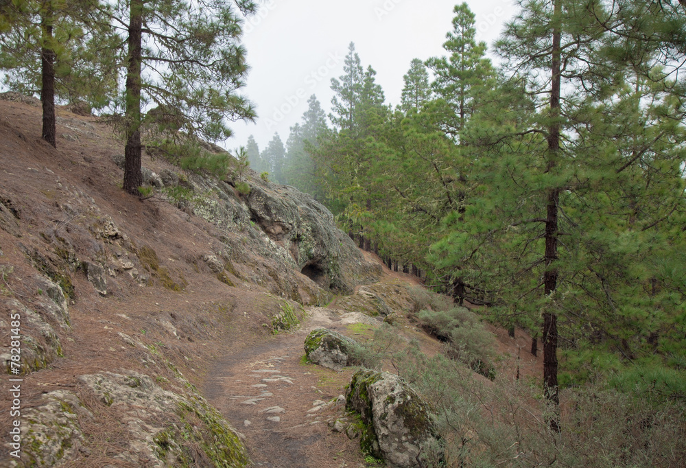 Fototapeta premium Inland Gran Canaria, fog at Las Montanetas