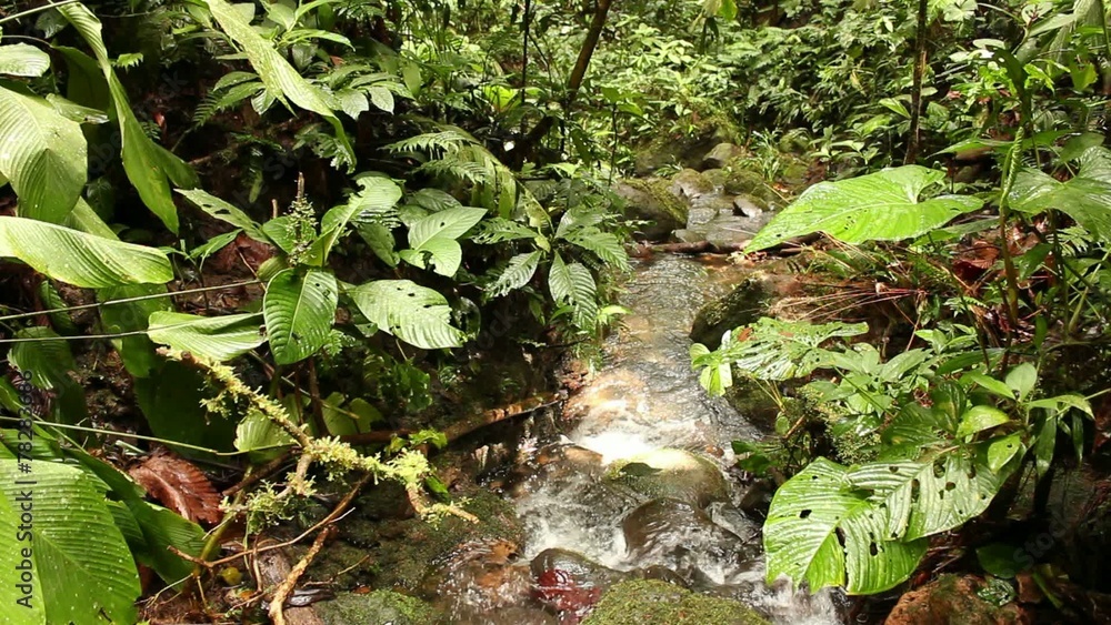 Stream running through humid rainforest, Ecuador Stream running through humid rainforest, Ecuador