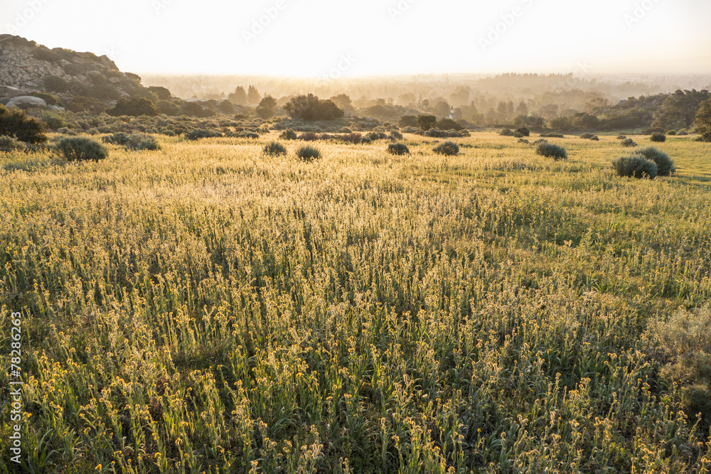 Naklejka premium San Fernando Valley Fiddleneck Wildflower Meadow
