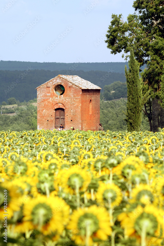 Toscana,campagna di san Galgano.