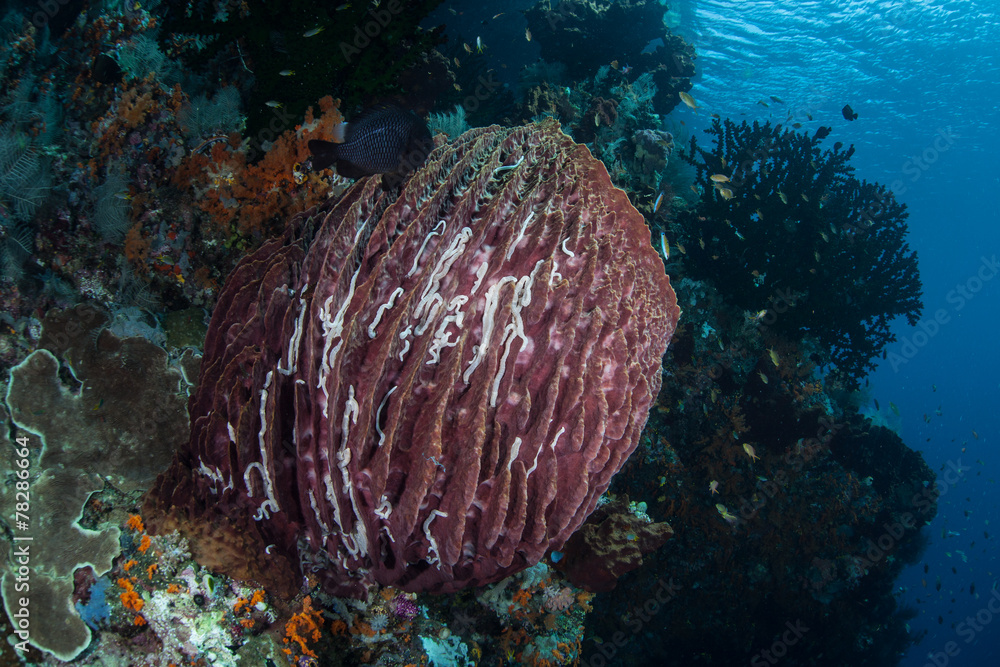Fototapeta premium Barrel Sponge on Reef