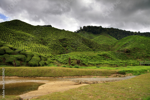 Green hills covered with tea bushes and small river in front of