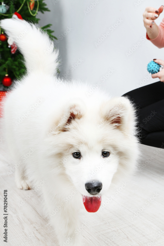 Portrait of beautiful Samoyed dog in room with Christmas tree Portrait of beautiful Samoyed dog in room with Christmas tree