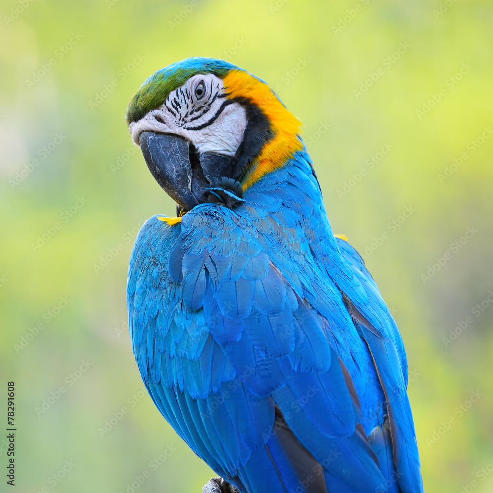 Obraz premium Blue and Gold Macaw