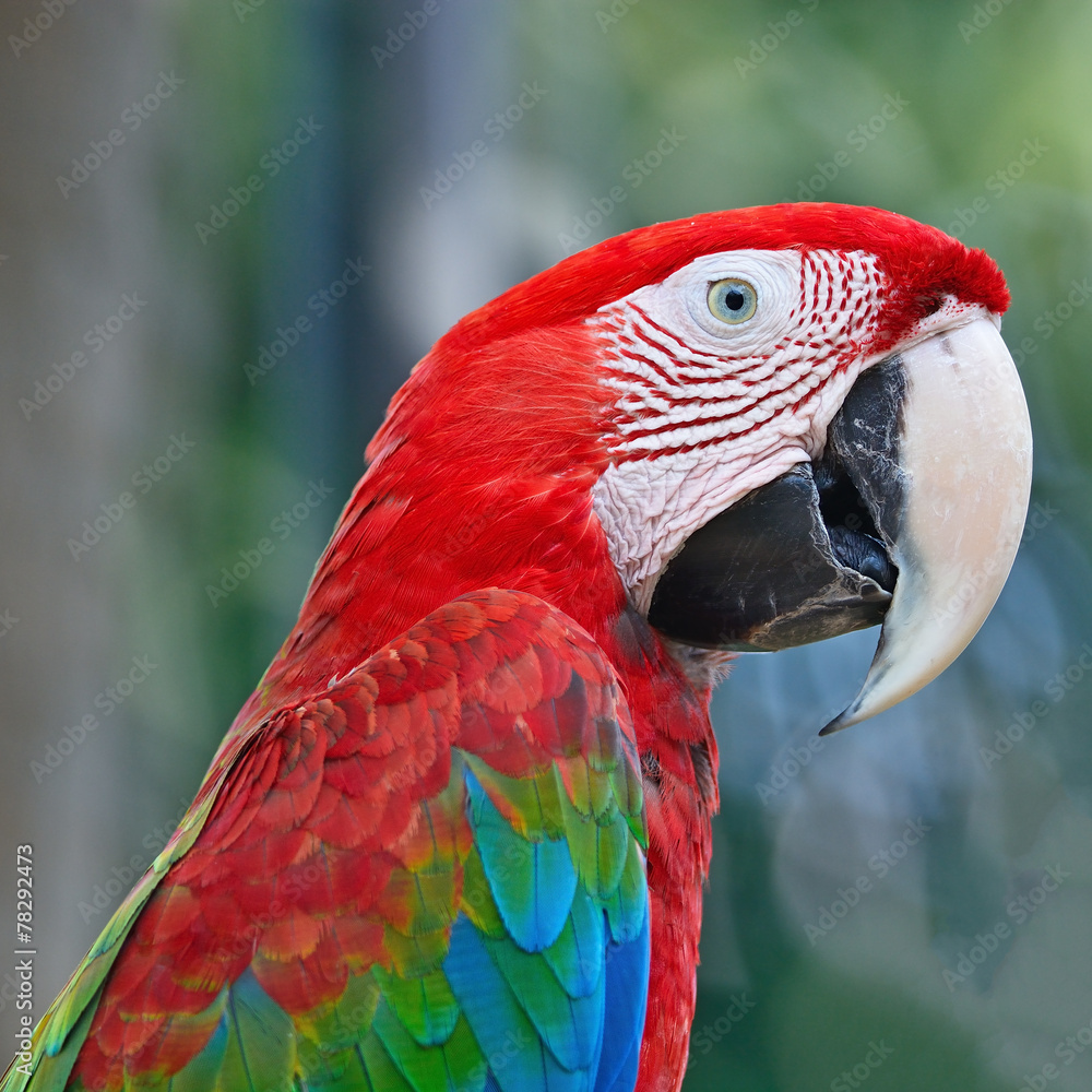 Greenwinged Macaw