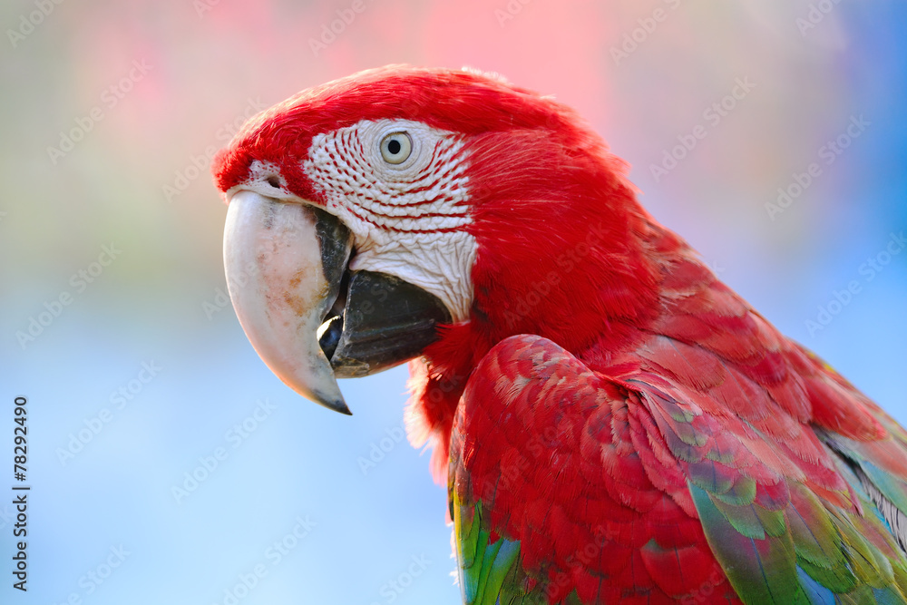 Greenwinged Macaw