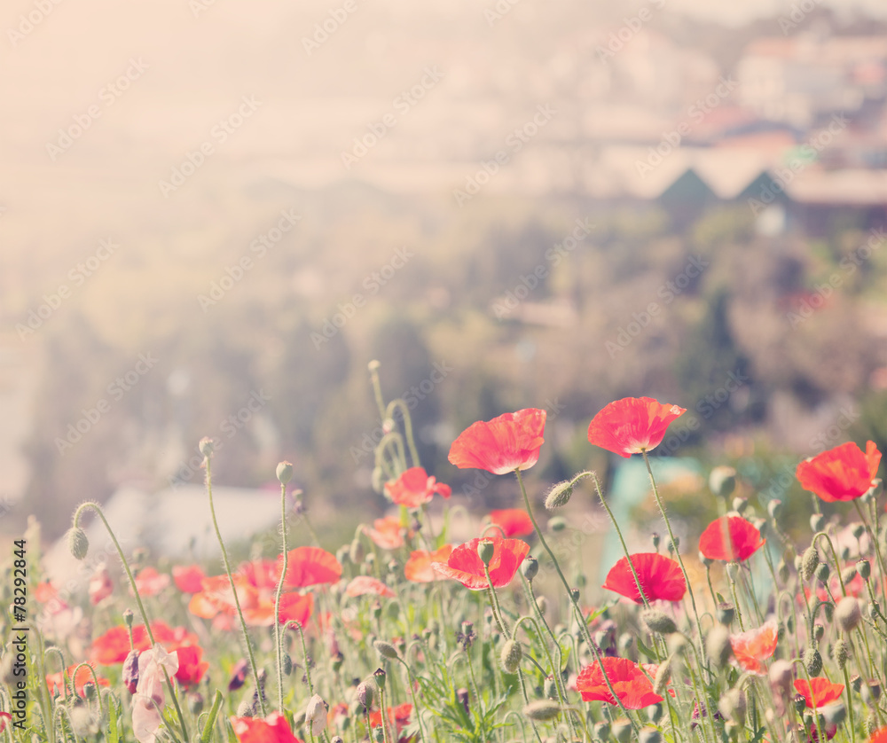 Fototapeta premium Poppies in a green park, spring background