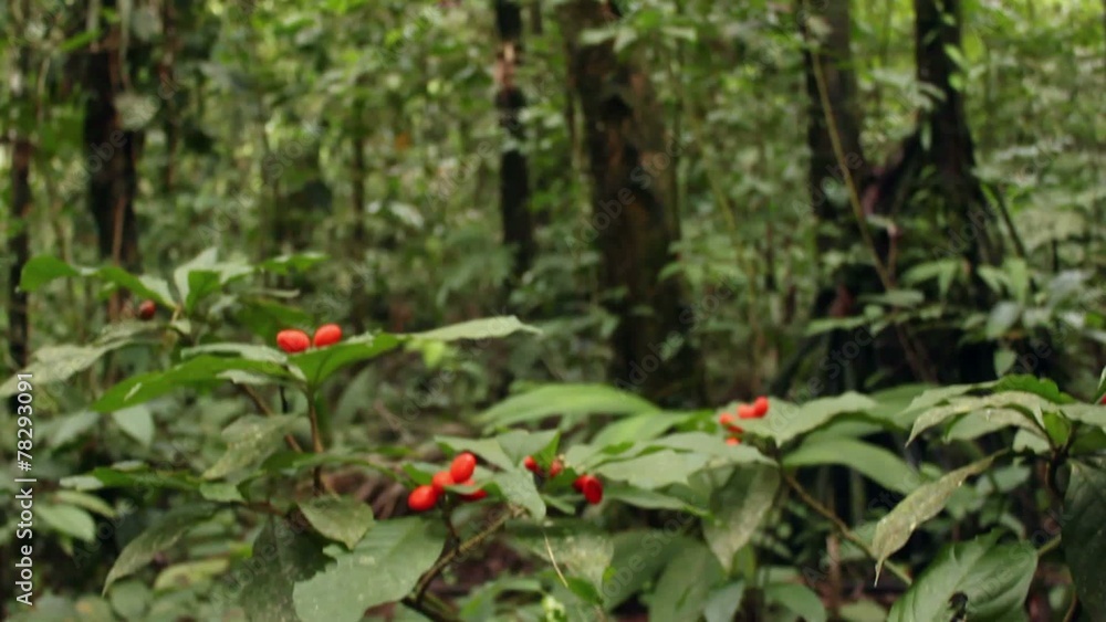 Fruiting understory shrub in the rainforest, Ecuador Fruiting understory shrub in the rainforest, Ecuador