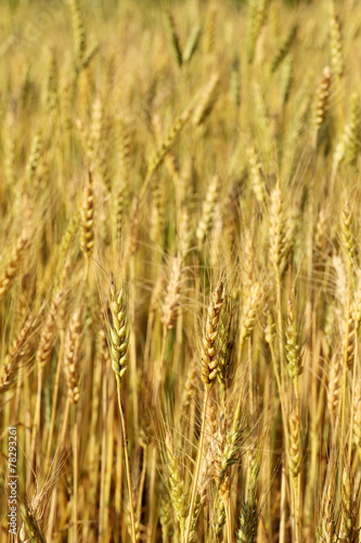 Blur Barley field grain growth
