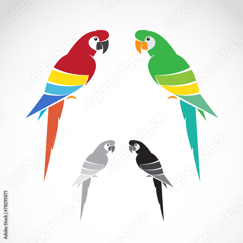 Vector image of a parrot on white background.