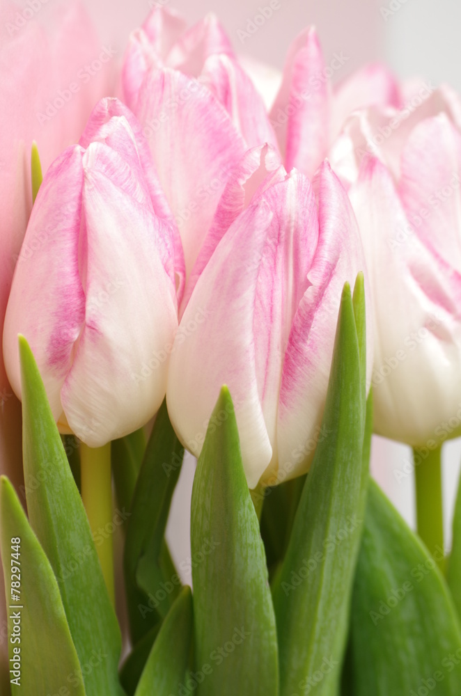 Naklejka premium tulpenstrauß