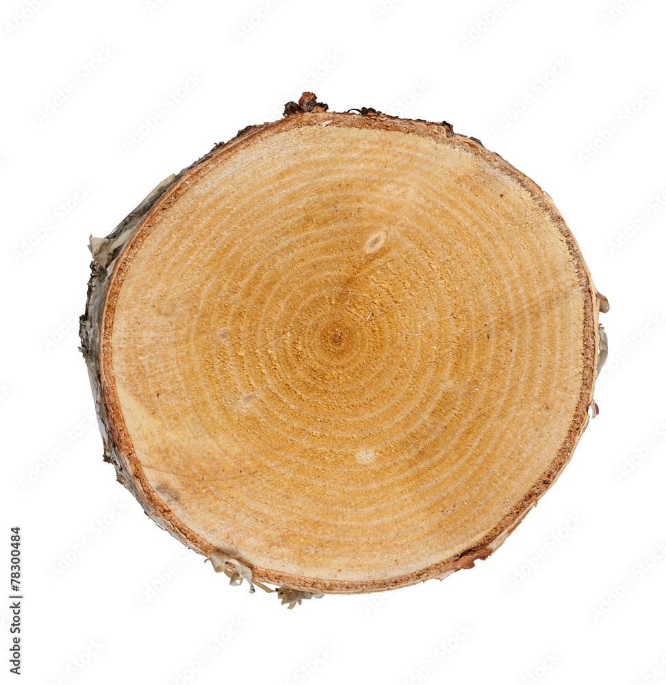 Fototapeta premium Tree cut