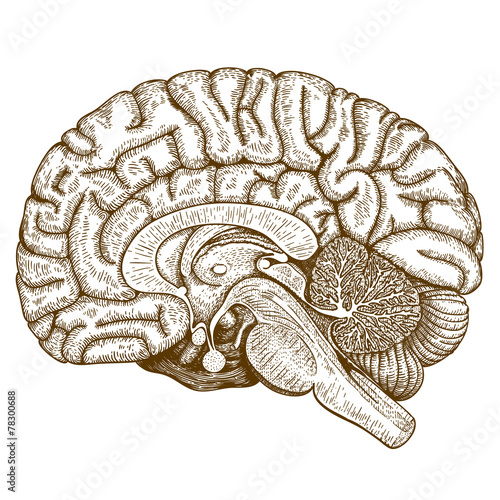 engraving antique illustration of human brain