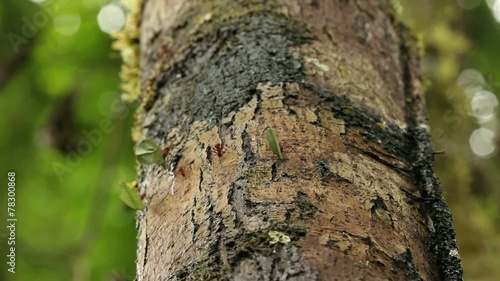 Leaf cutter ants (Atta sp.) in the rainforest, Ecuador photo