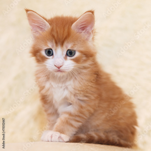 Young red-haired Maine Coon kitten