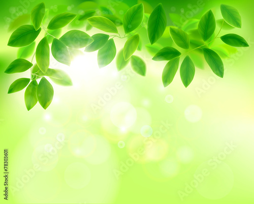 Leaves in sunlight. Vector illustration.