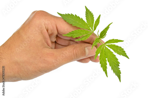 Holding marijuana stem