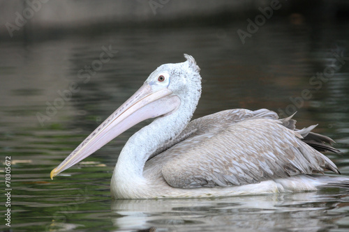 Waterbird, Spot-billed Pelican. 