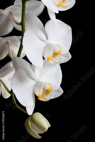 white orchid flower on a black background
