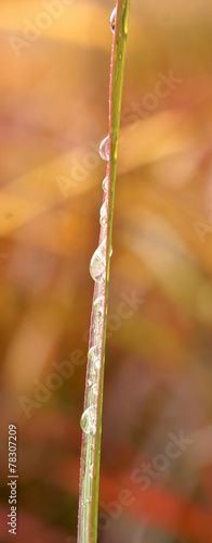 Drop on a leaf ornamental grass
