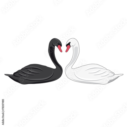 Illustration of swans