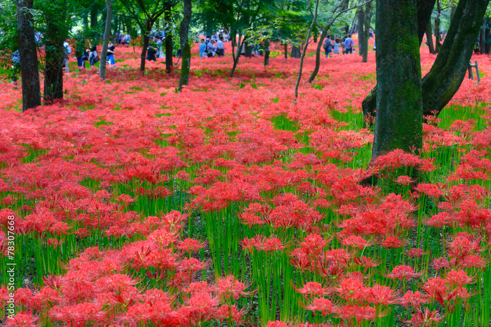 Red spider lily in Kinchakuda, Saitama, Japan