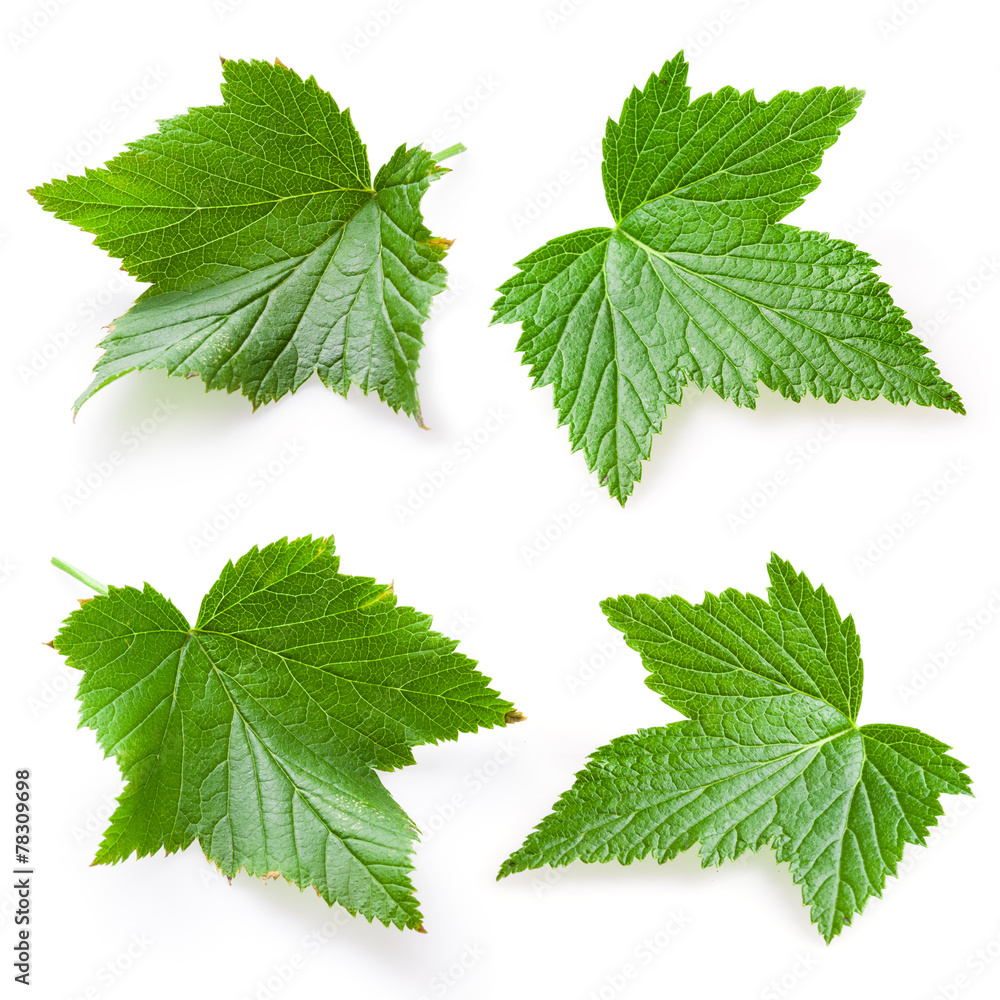 Currant leaf isolated. Collection Currant leaf isolated. Collection