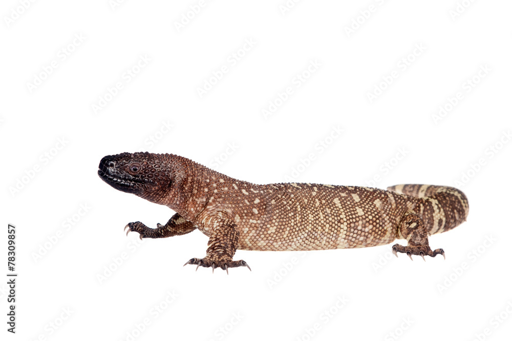 Obraz premium Venomous Beaded lizard isolated on white