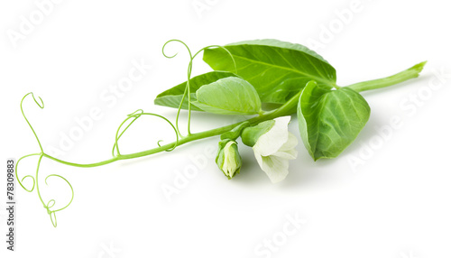 Pea leaves, flowers and tendril on branch isolated on white