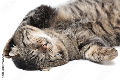 Gray striped cat sleeping on a white background. Isolated.