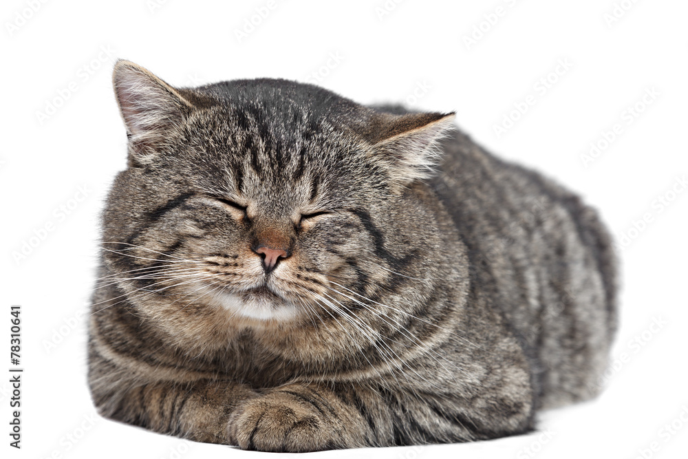 Fototapeta premium Gray striped cat sleeping on a white background. Isolated.