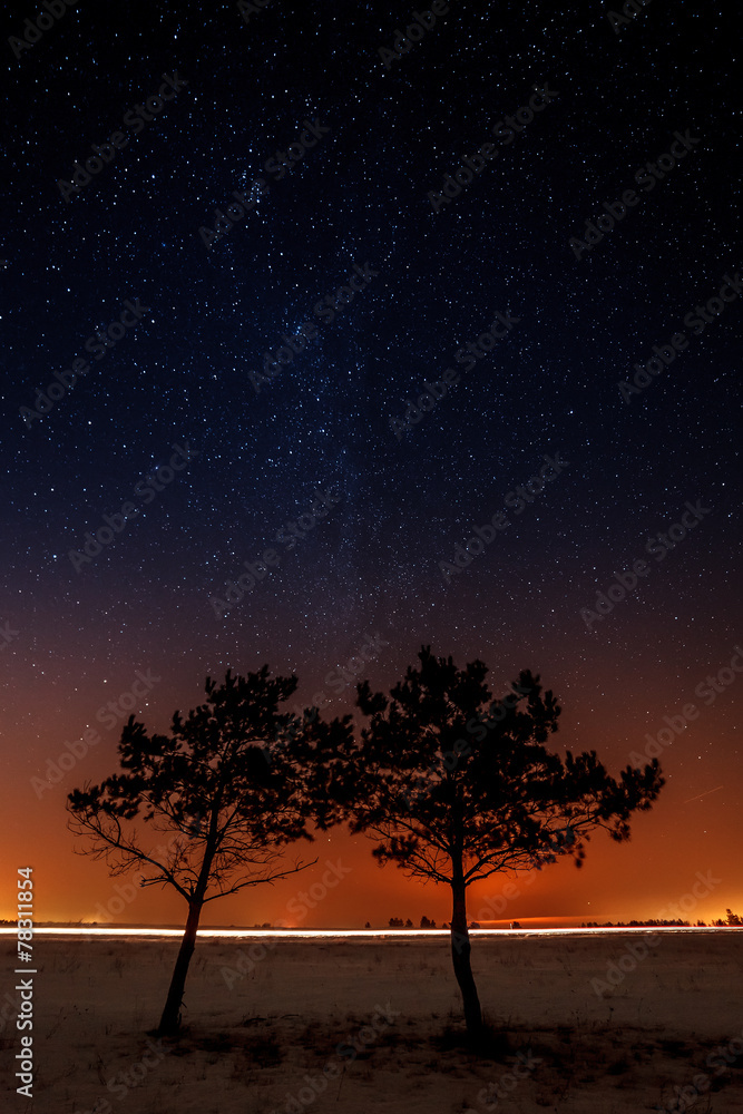 Two trees are growing together on the background of the starry sky