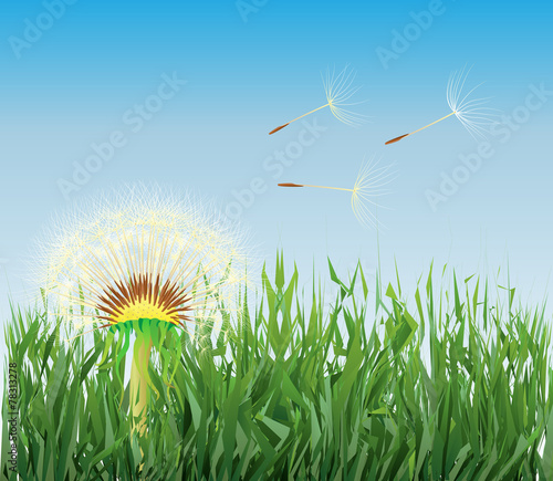 dandelion in the grass