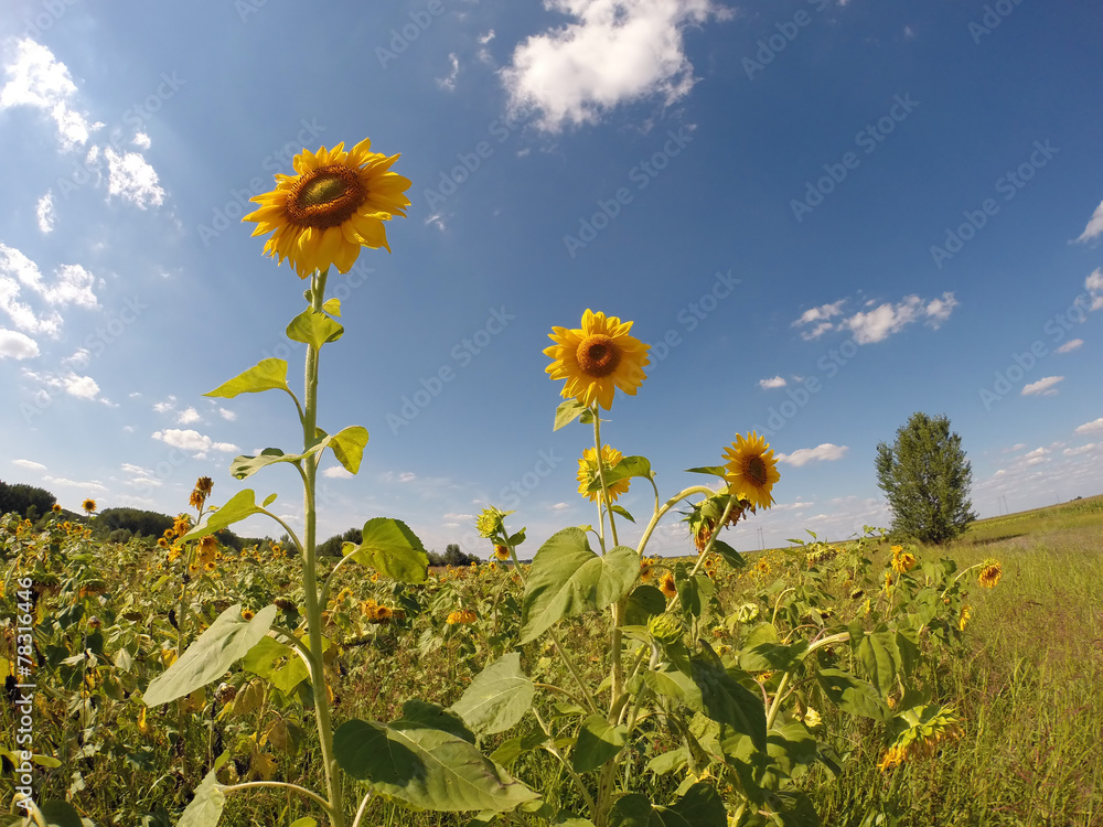 Three Sunflowers in the Field