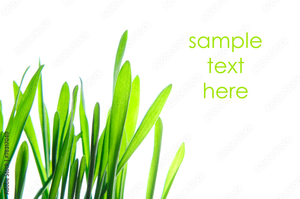 fresh green grass lawn isolated on white background fresh green grass lawn isolated on white background