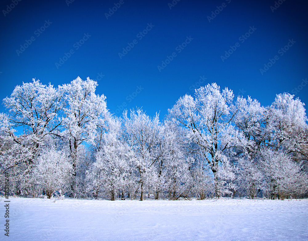 Frosted trees