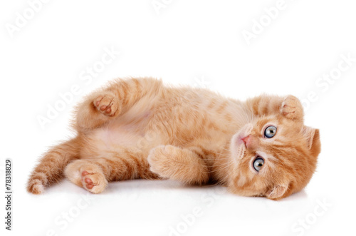 Red kitten on a white background