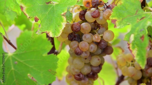 White Grapes In Vineyard photo