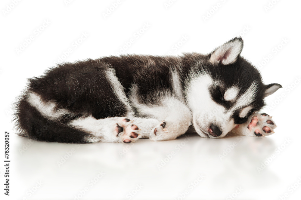 Sleeping husky puppy