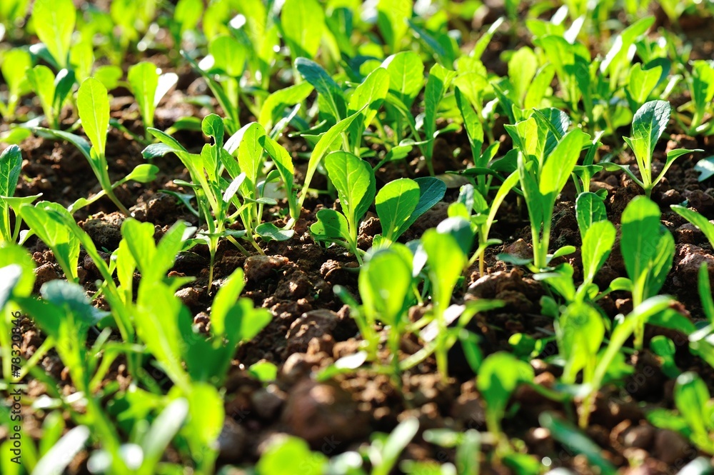 Green choy sum sprout in growth at vegetable garden 