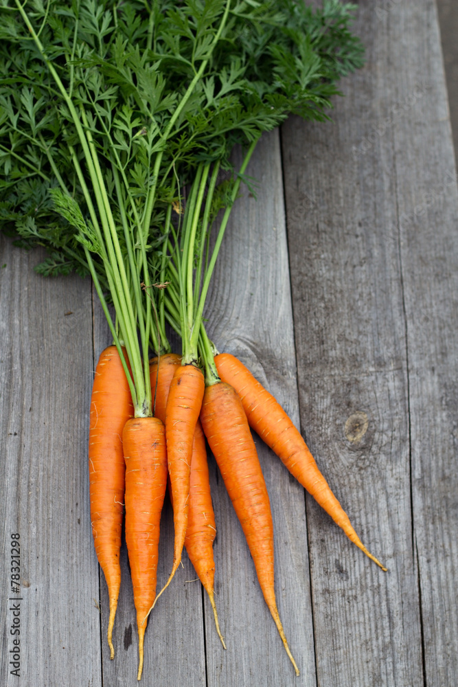 Freshly harvested carrots with green leaves Freshly harvested carrots with green leaves