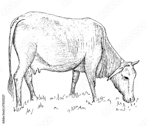 Vietnamese cow