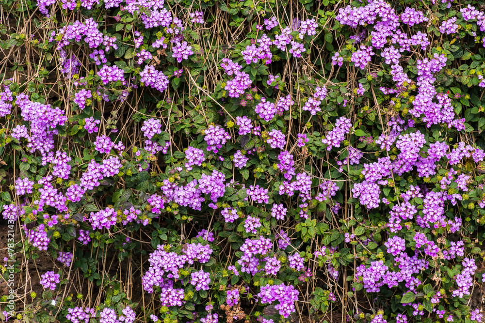 Naklejka premium flower on old laterite stone fence
