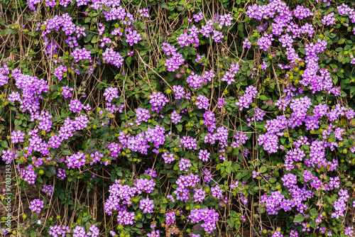 flower on  old laterite stone fence