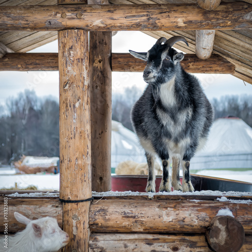 Goat on a farm in winter