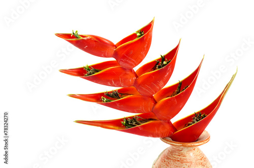 Tropical heliconia flower (Heliconia stricta)