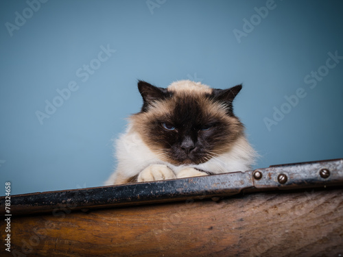 Fototapeta Naklejka Na Ścianę i Meble -  Birman cat with cranky look on his face