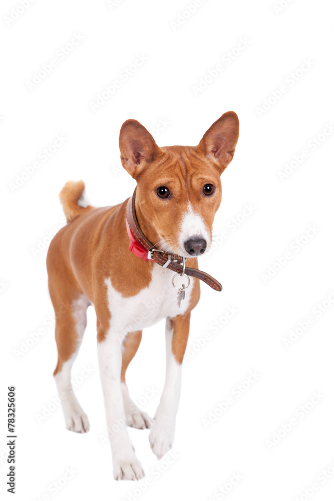 Basenji dog, 2 years old, isolated on white Basenji dog, 2 years old, isolated on white
