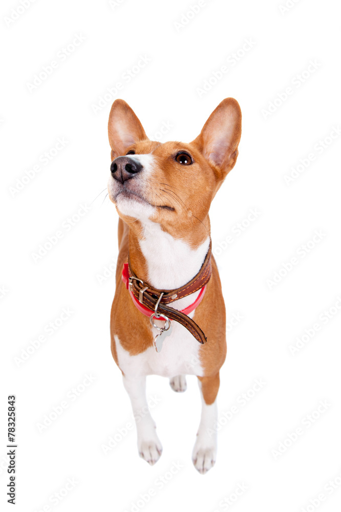 Basenji dog, 2 years old, isolated on white Basenji dog, 2 years old, isolated on white